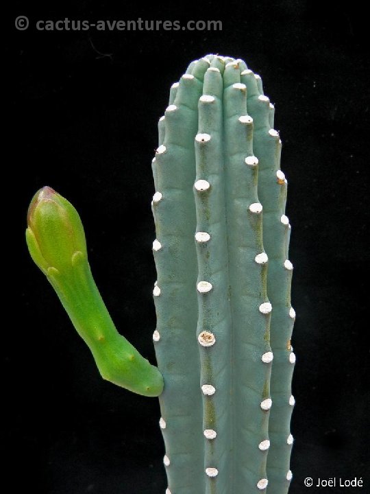 Cereus repandus P1260542